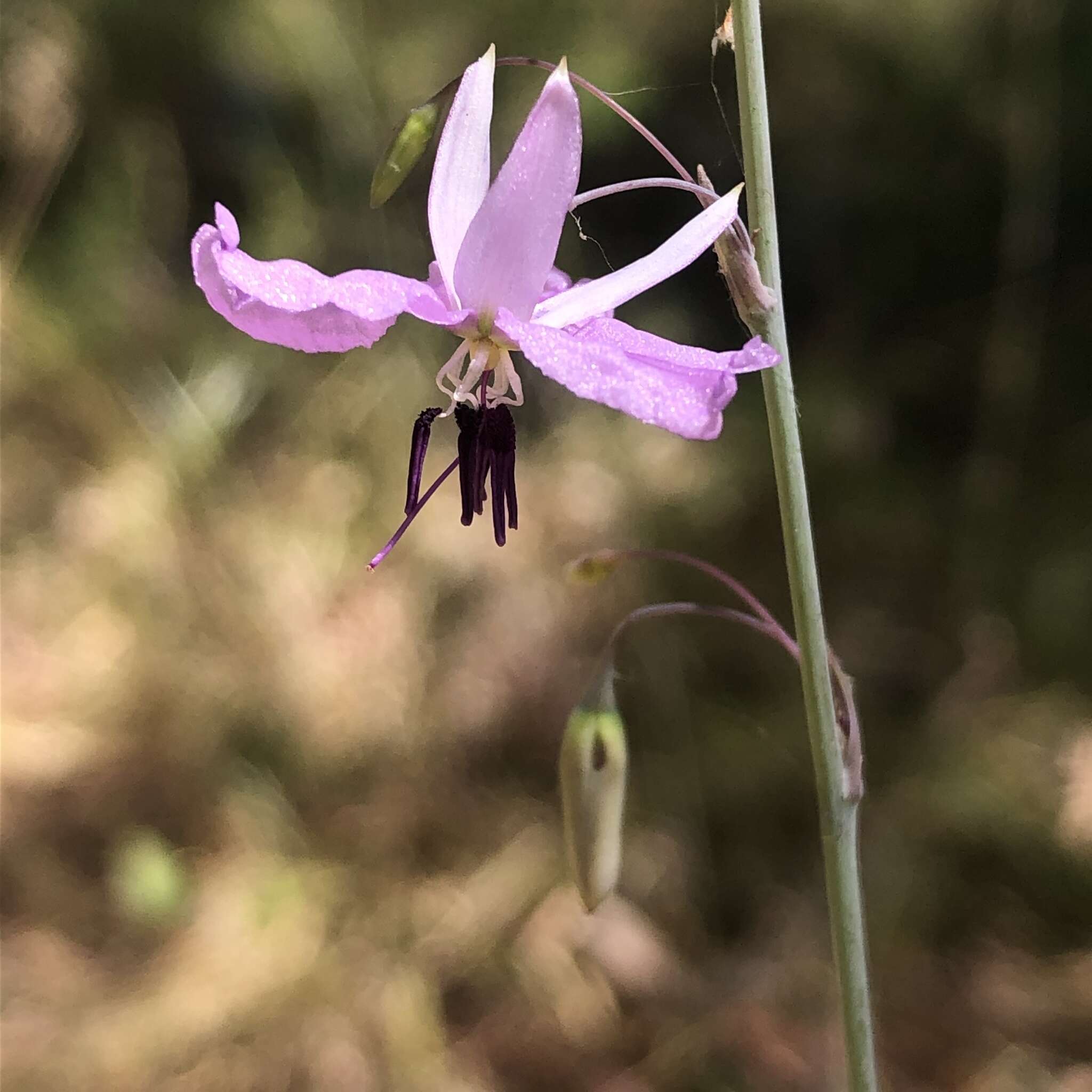 Image of Dichopogon capillipes (Endl.) Brittan