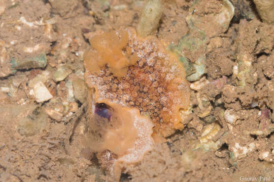 Image of Scribbled nudibranch