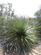 Image of Parry's beargrass