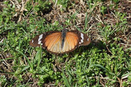 Image of False Plain Tiger