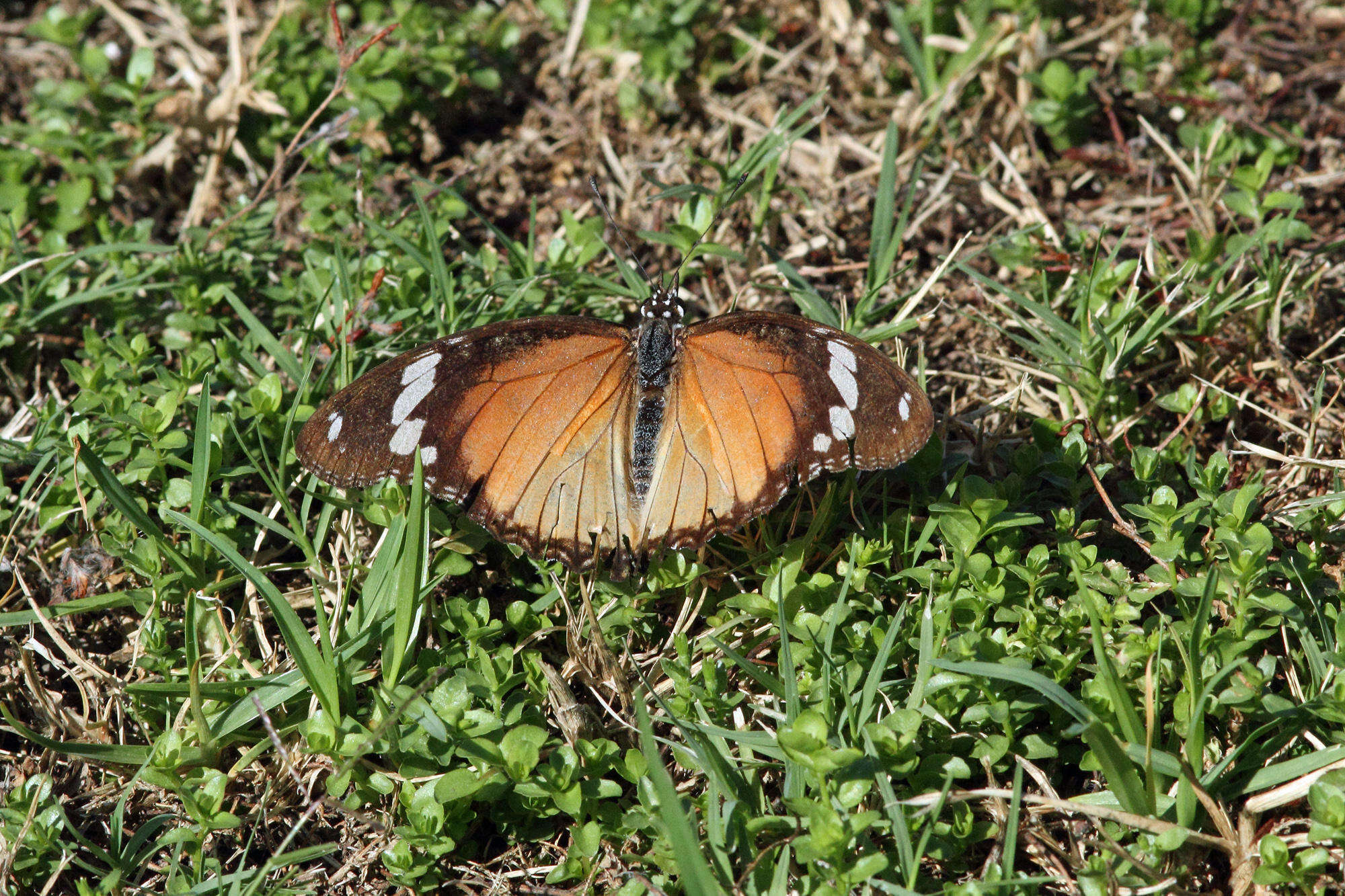 Image of False Plain Tiger