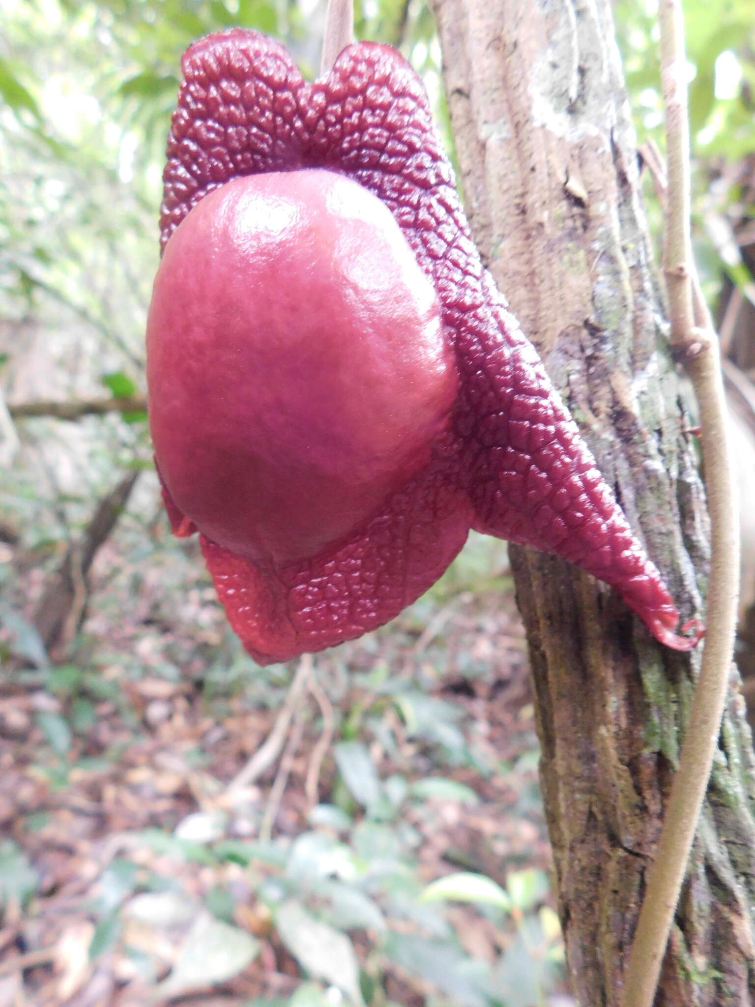 Image of Aristolochia paracleta H. W. Pfeifer