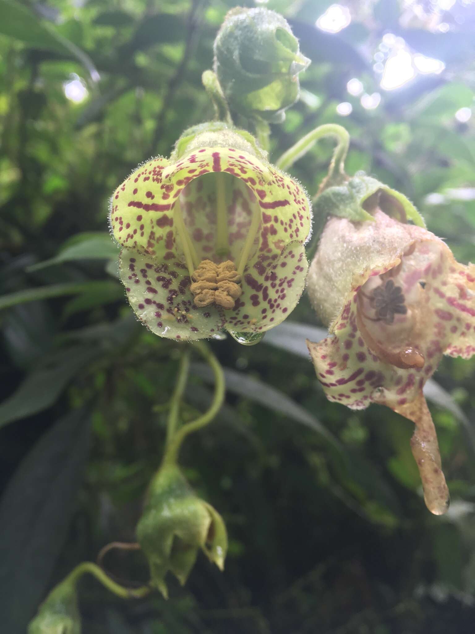 Sivun Kohleria tigridia (Ohlend.) Roalson & Boggan kuva