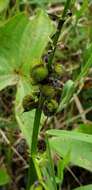 Imagem de Sagittaria australis (J. G. Sm.) Small