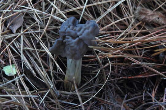 Image of Helvella vespertina N. H. Nguyen & Vellinga 2013