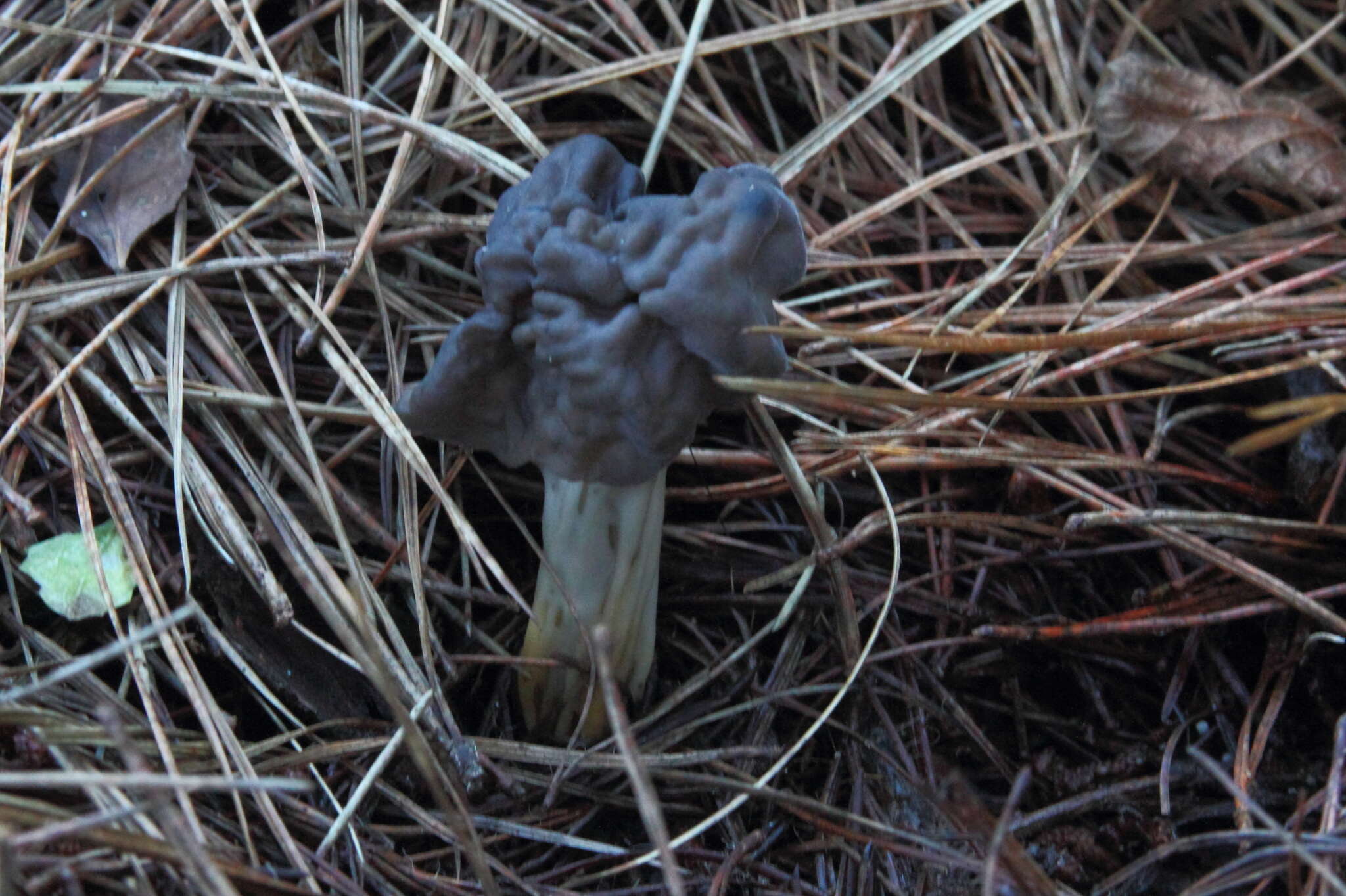 Image of Helvella vespertina N. H. Nguyen & Vellinga 2013