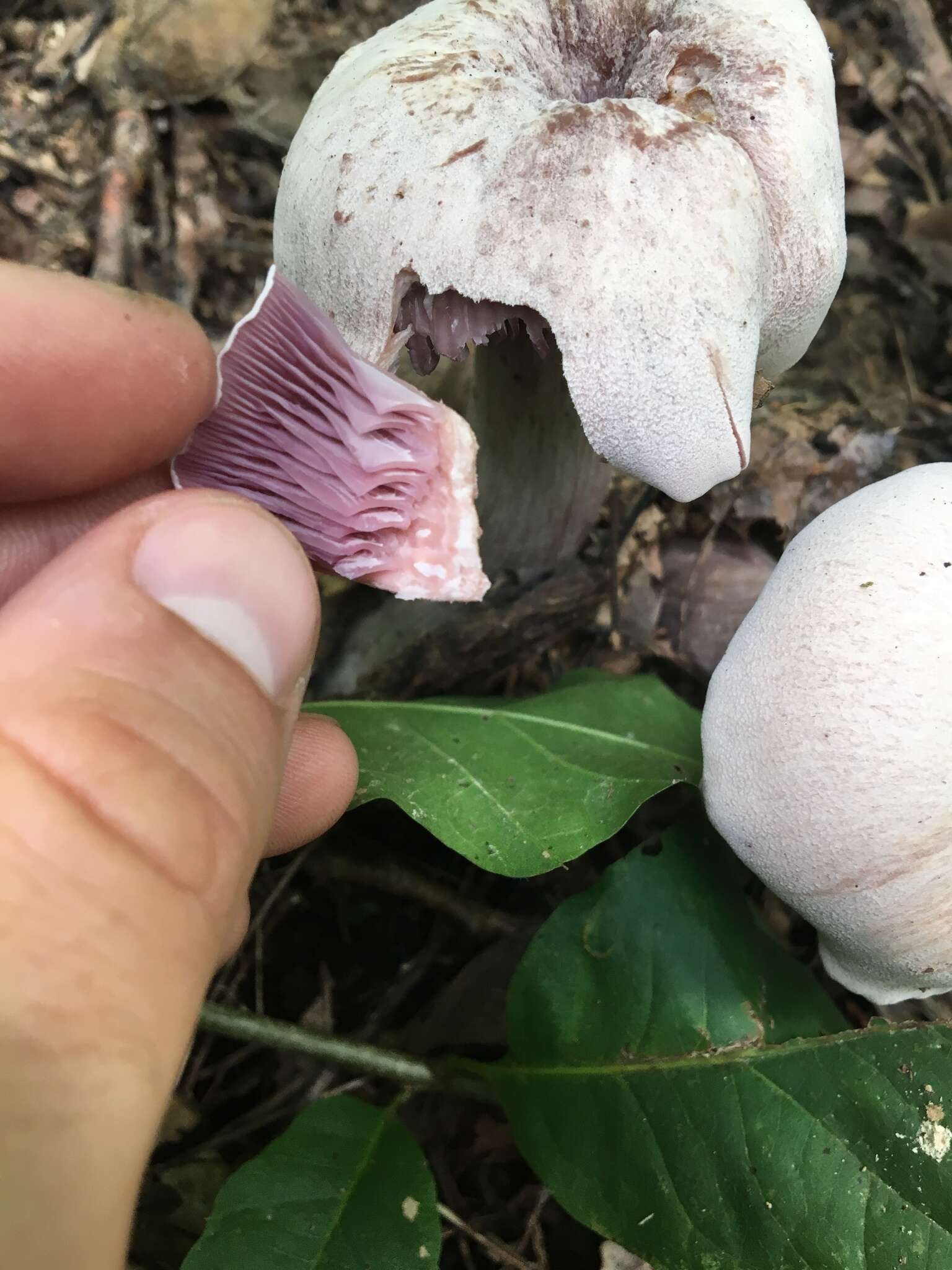 Image de Laccaria ochropurpurea (Berk.) Peck 1897