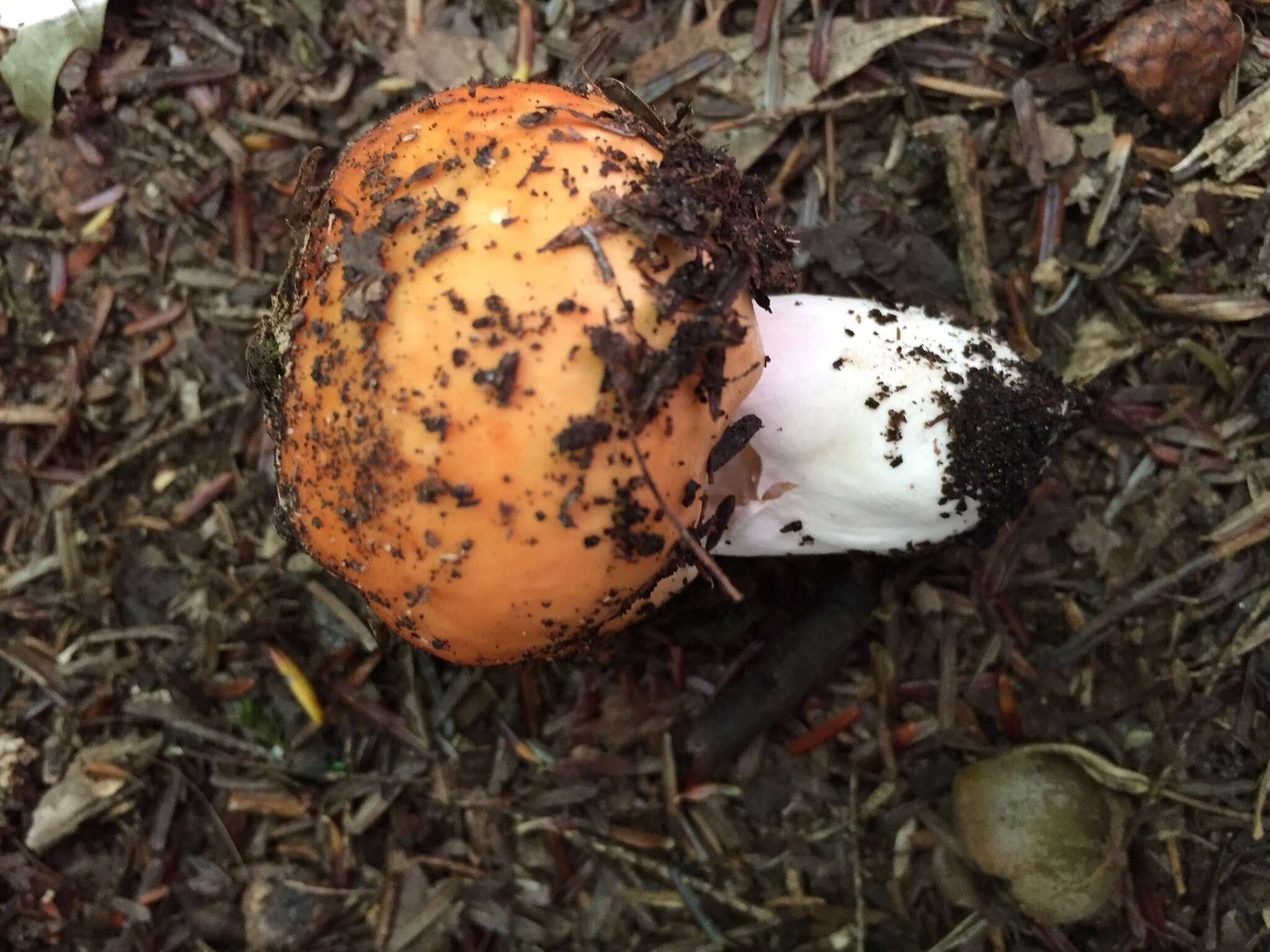 Image of Russula decolorans (Fr.) Fr. 1838