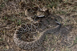 Image of Basilisk Rattlesnake