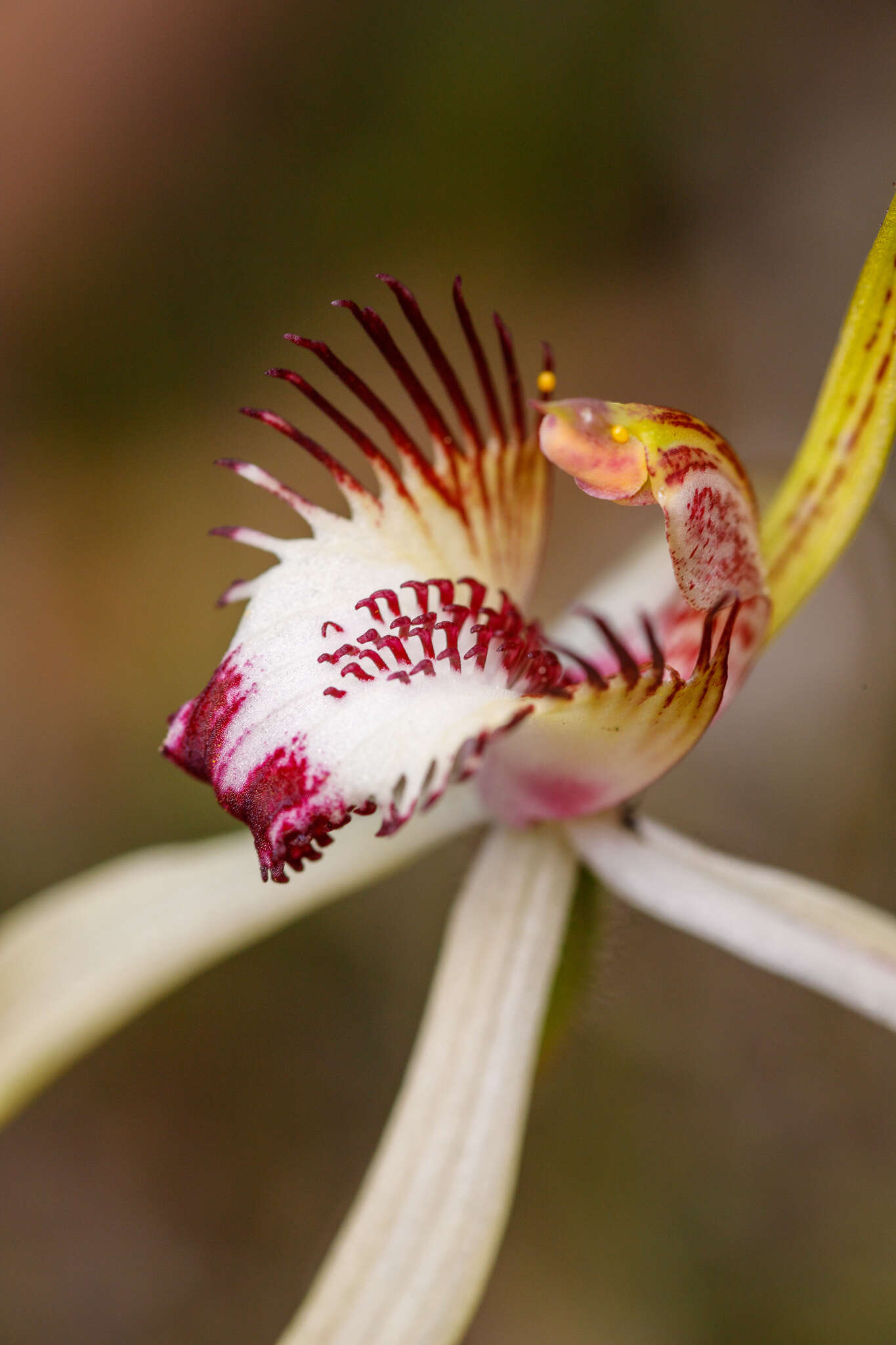 Imagem de Caladenia cala Hopper & A. P. Br.