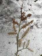 Polygonella robusta (Small) G. L. Nesom & V. M. Bates resmi