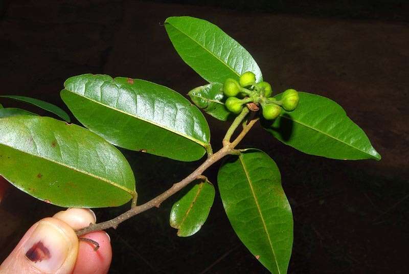 Image of Uvaria caffra E. Mey. ex Sond.