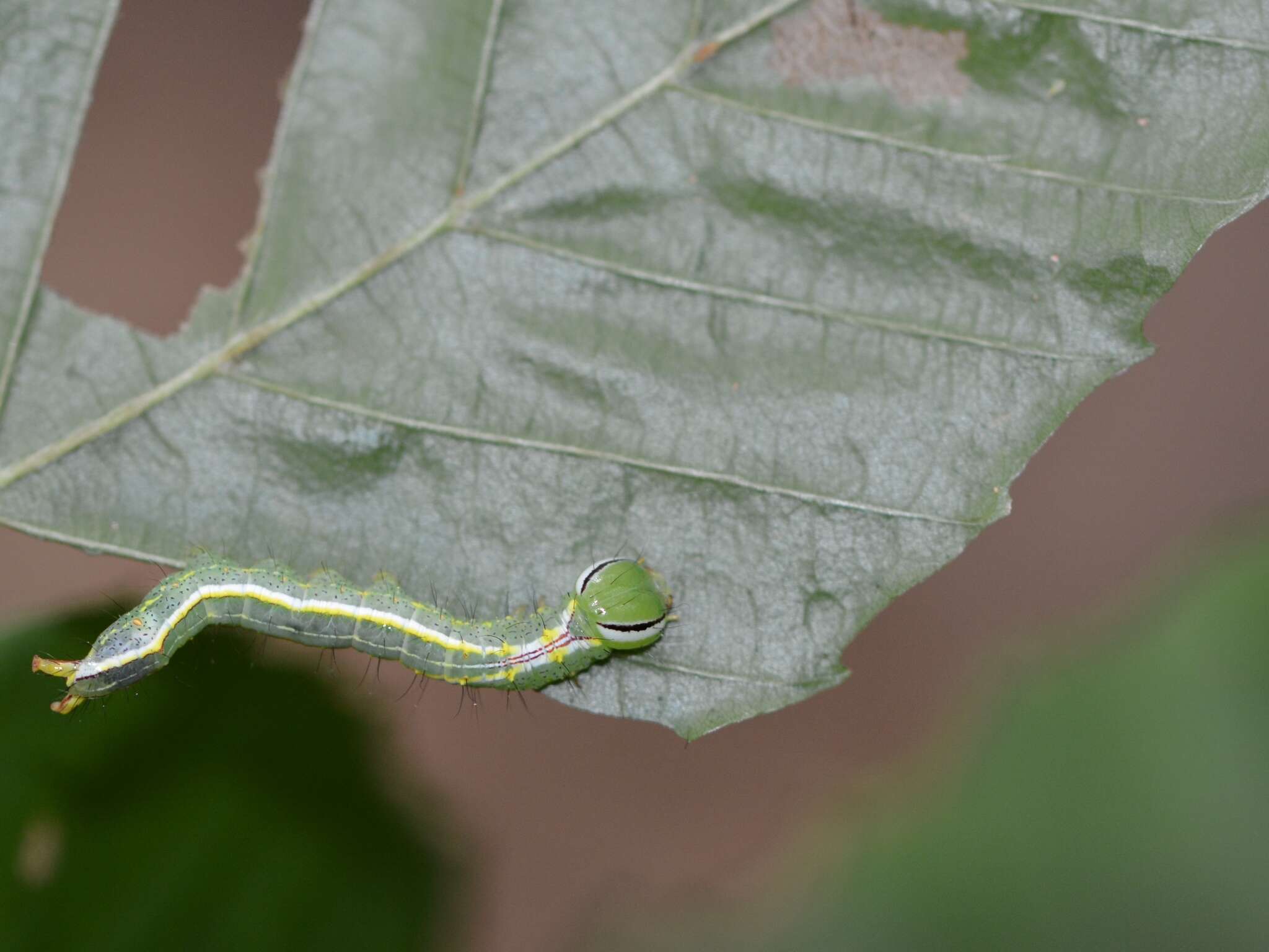 Image of Variable Oakleaf Caterpillar Moth