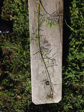 Image of bulblet-bearing water hemlock