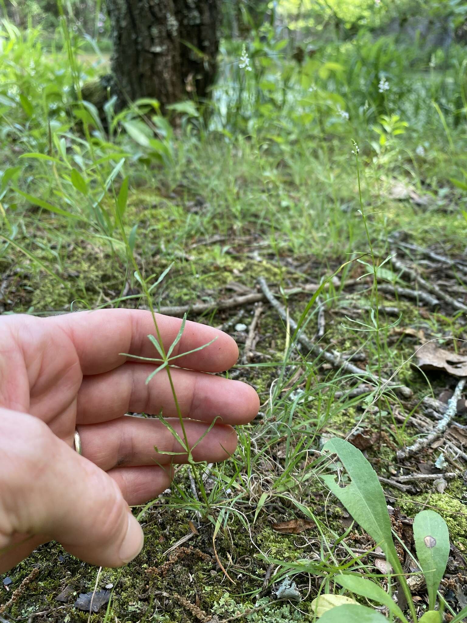 Image of whorled milkwort