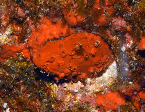 Image of nude thorny oyster