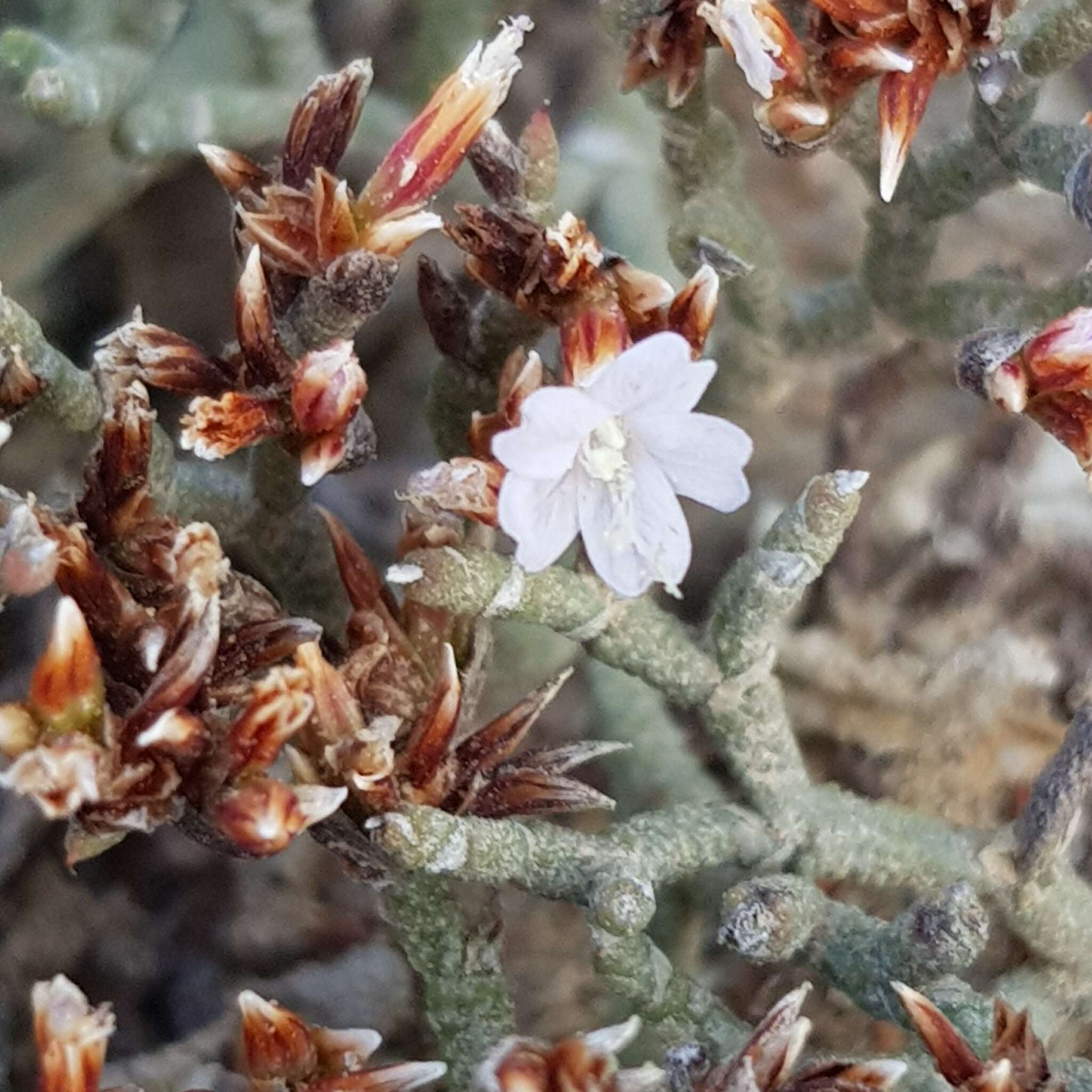 صورة Limonium dyeri Lincz.