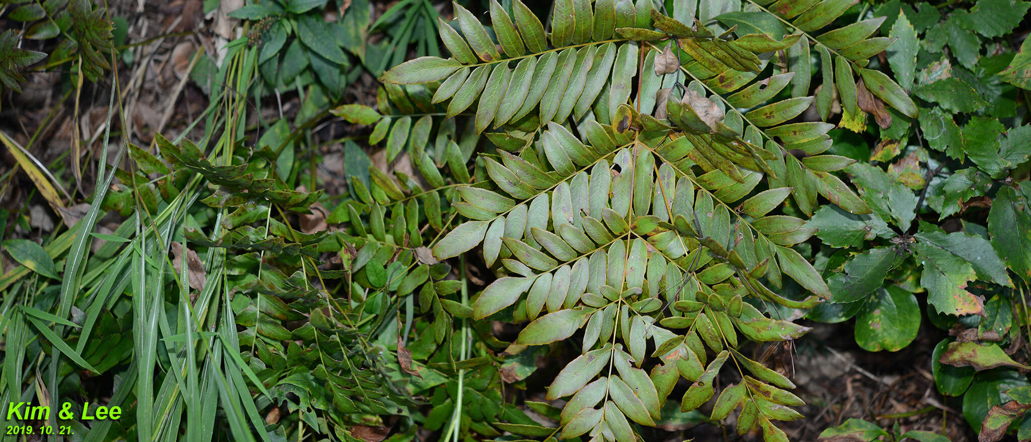 Слика од Osmunda japonica Thunb.