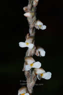 Image of Zeuxine affinis (Lindl.) Benth. ex Hook. fil.