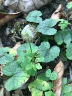 Imagem de Puccinia adoxae R. Hedw. 1805