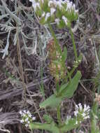 Image of Plectritis macrocera subsp. macrocera