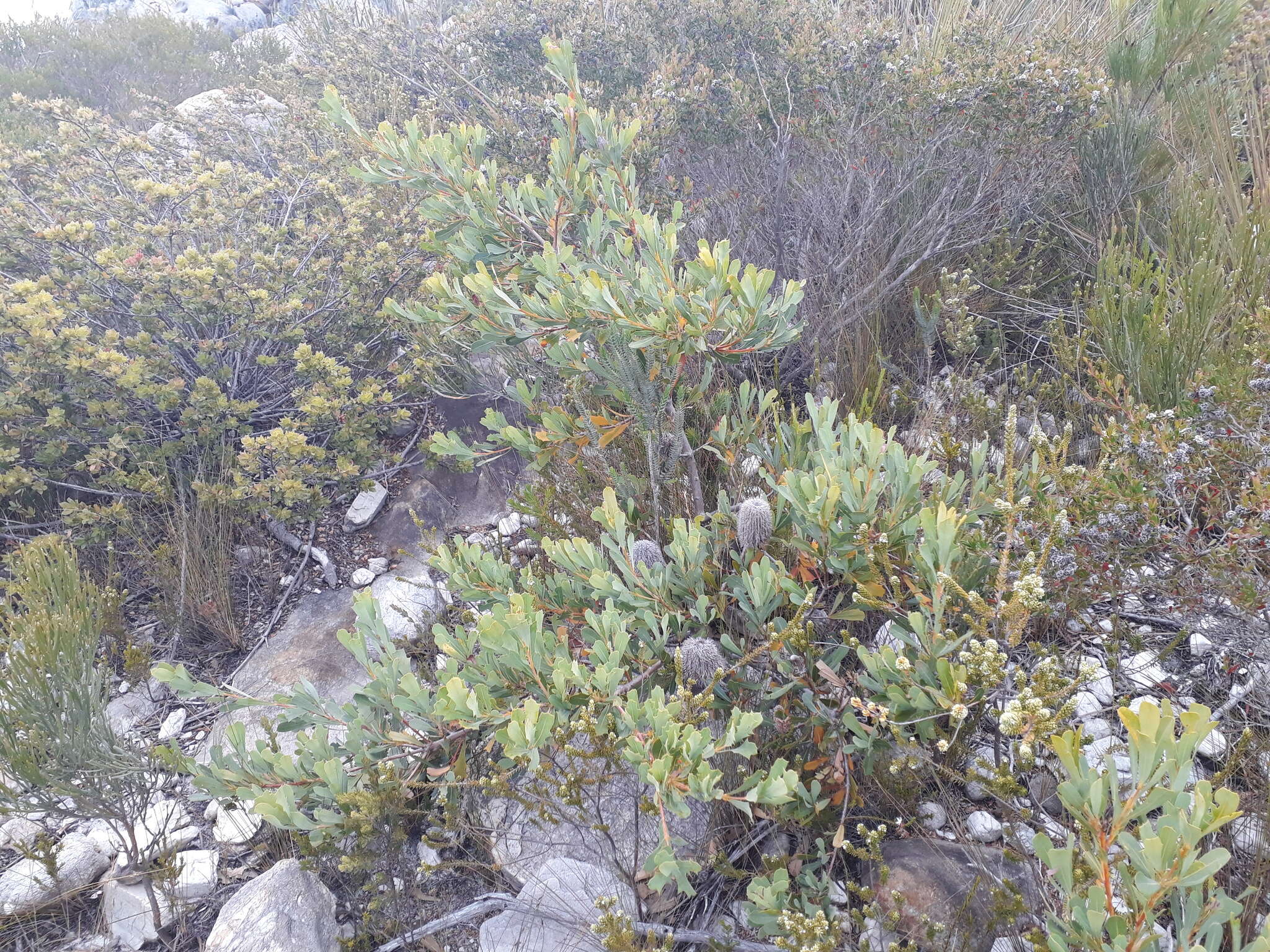 Image of Banksia oreophila A. S. George