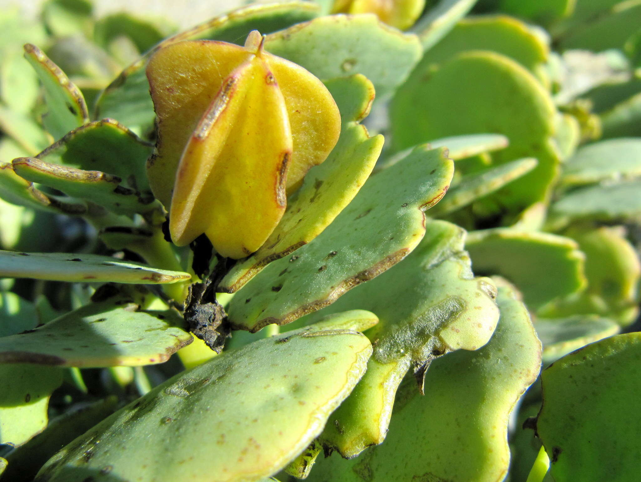 Sivun Tetraena stapfii (Schinz) Beier & Thulin kuva