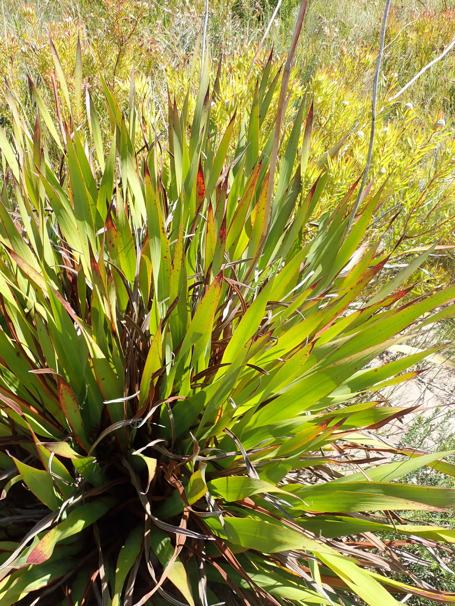 صورة Watsonia pillansii L. Bolus