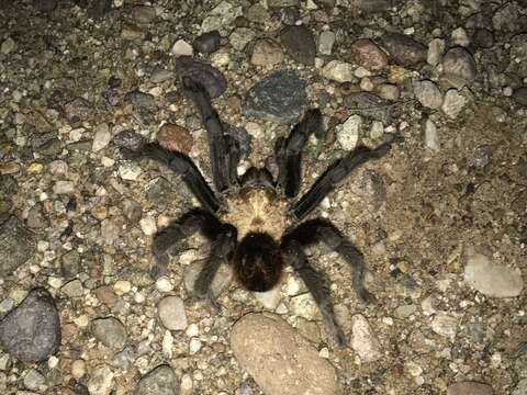 Image of Desert Blond Tarantula