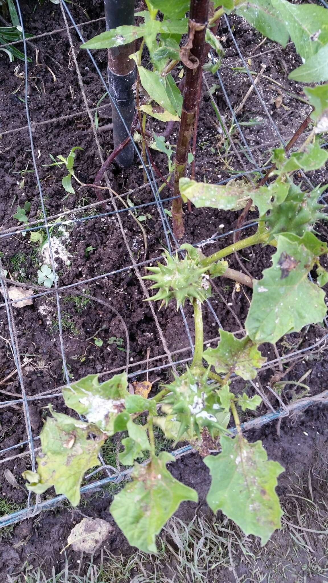 Image de Datura ferox L.