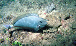 Image of Brown Unicornfish