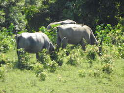 Image of Asian Buffalo