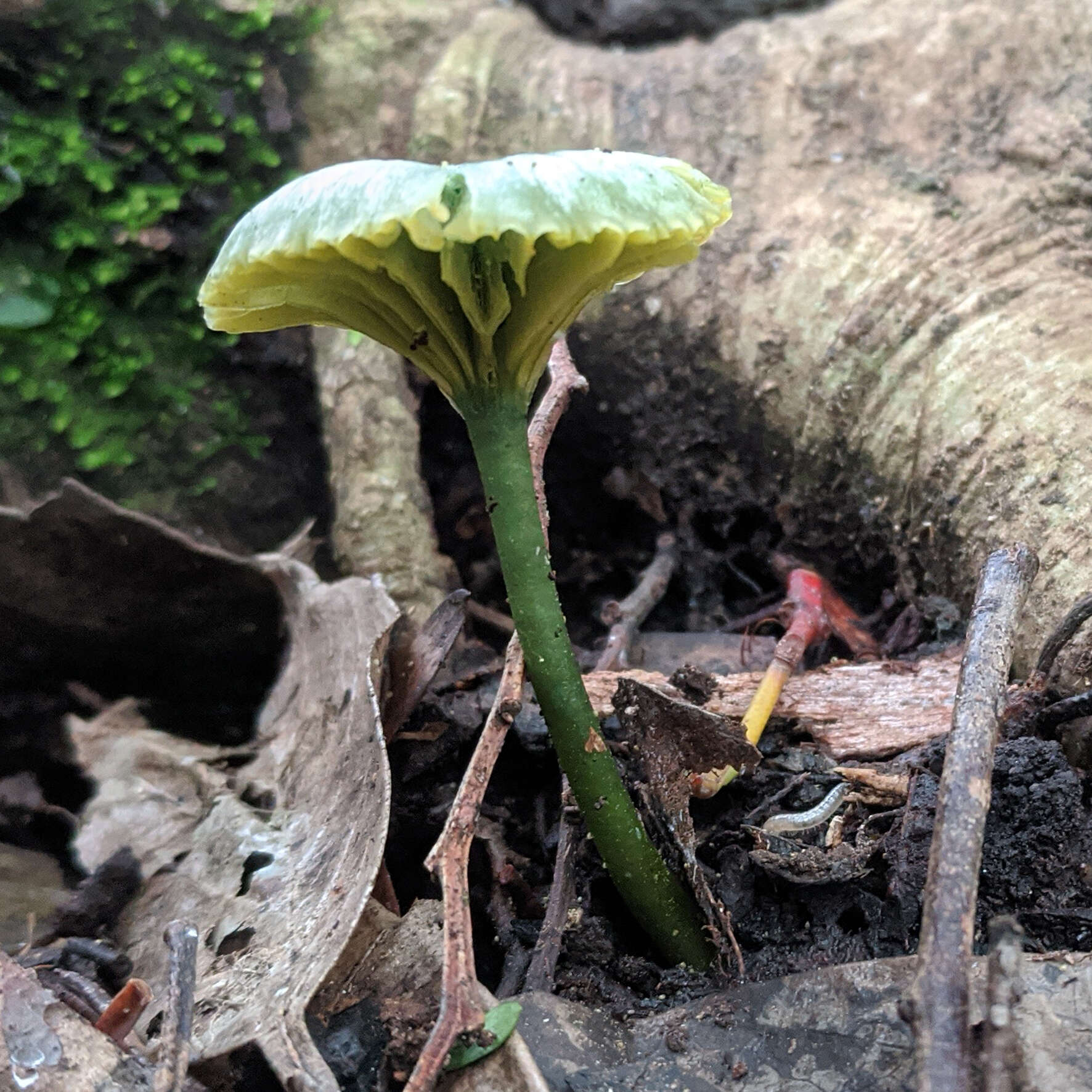 Image of Gliophorus pseudograminicolor (A. M. Young) P. M. Kirk 2013