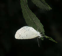 Image of Celastrina argiolus ladonides (De L'Orza 1869)