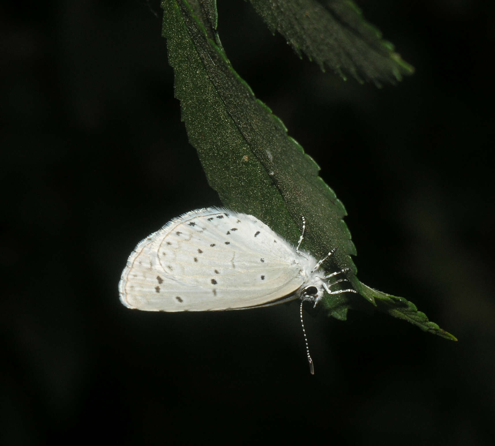 Image of Celastrina argiolus ladonides (De L'Orza 1869)