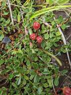 Image of dwarf ceanothus