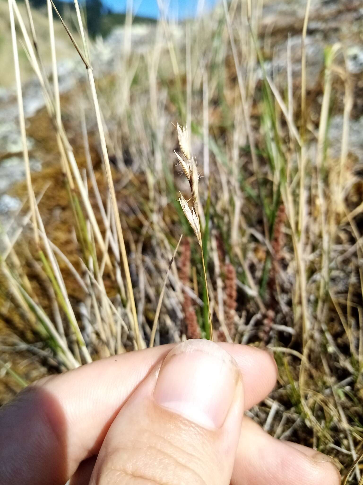 Image of Rytidosperma maculatum (Zotov) Connor & Edgar