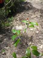 Erythroxylum coffeifolium Baill.的圖片