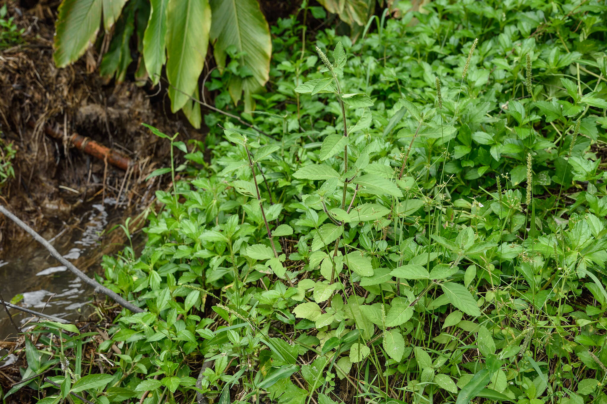 Imagem de Pogostemon auricularius (L.) Hassk.