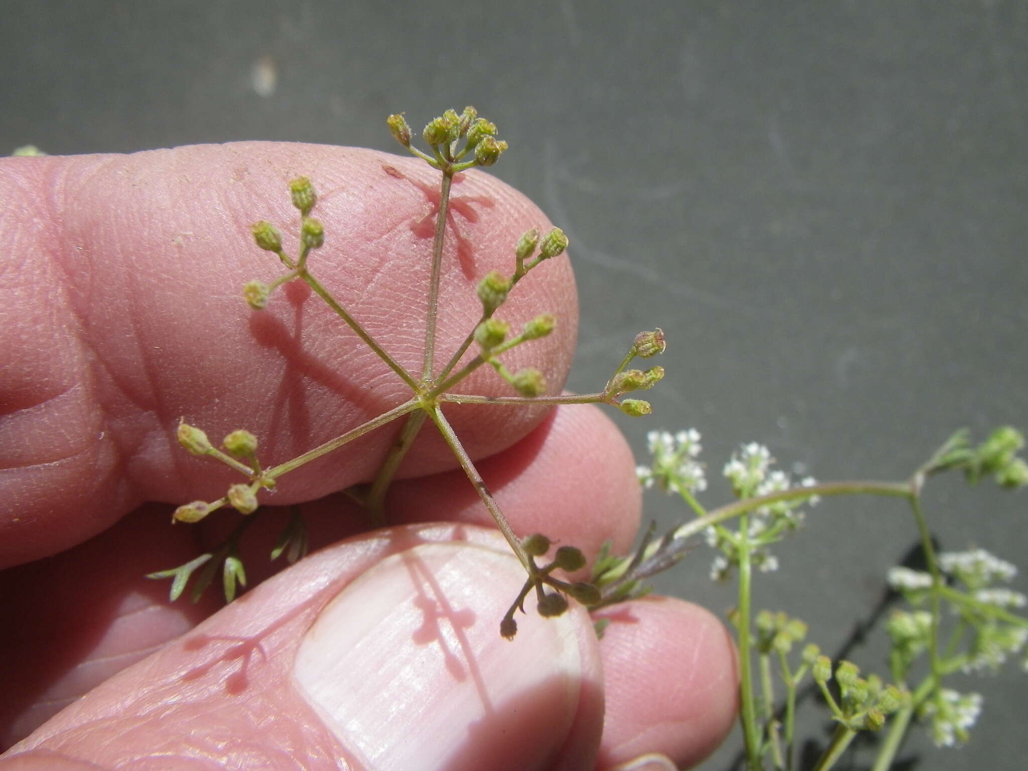 Dasispermum hispidum resmi