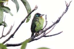 Image of Chinese Barbet