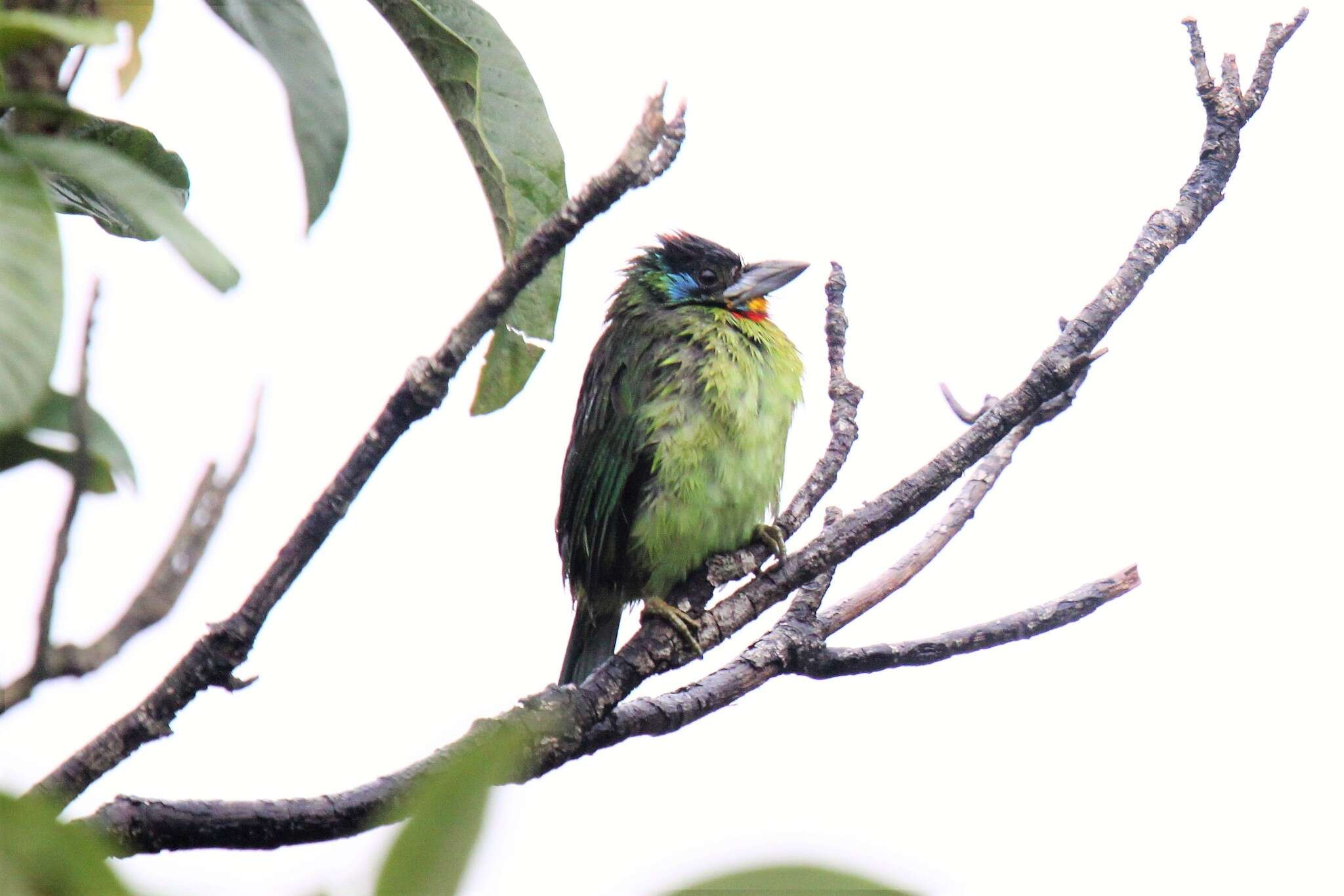 Image of Chinese Barbet
