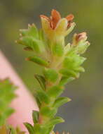 Image of Diosma sabulosa I. Williams