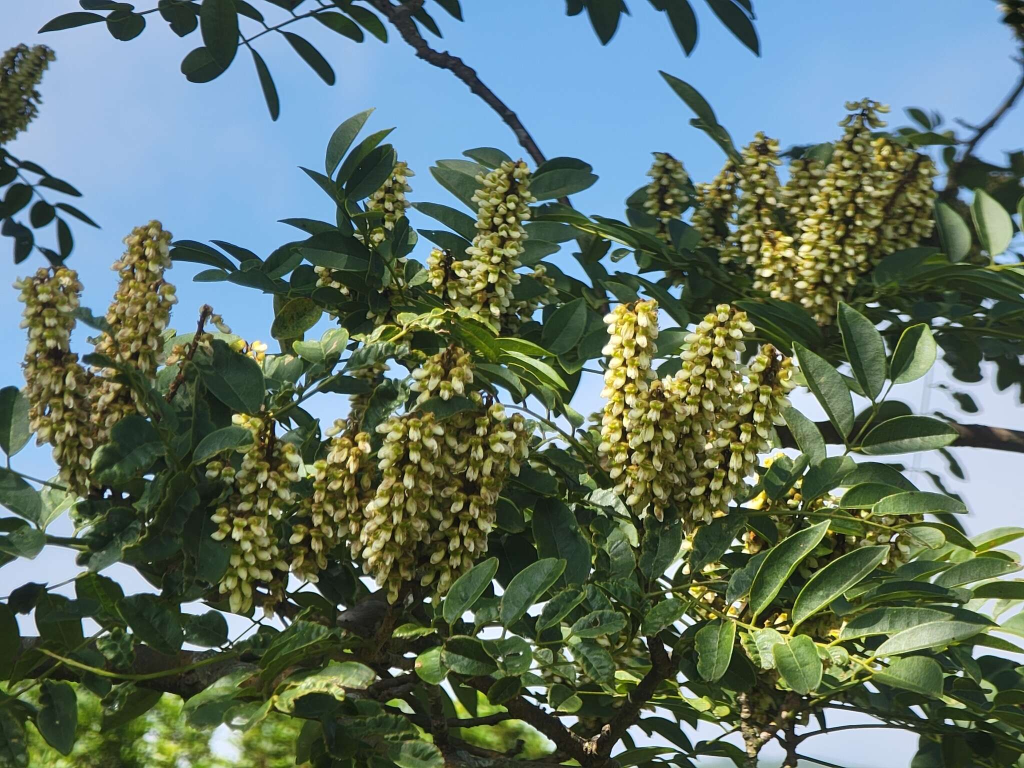 Imagem de Maackia taiwanensis H. Hoshi & H. Ohashi