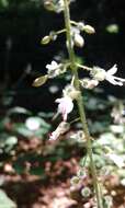 Image of broadleaf enchanter's nightshade