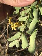 Image of Cassia tomentella (Benth.) Domin