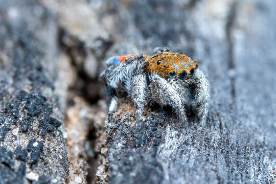 Image of Maratus jactatus Otto & Hill 2015