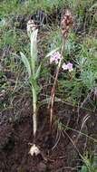 Image of Dactylorhiza hatagirea (D. Don) Soó