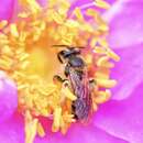 Image of Andrena thaspii Graenicher 1903