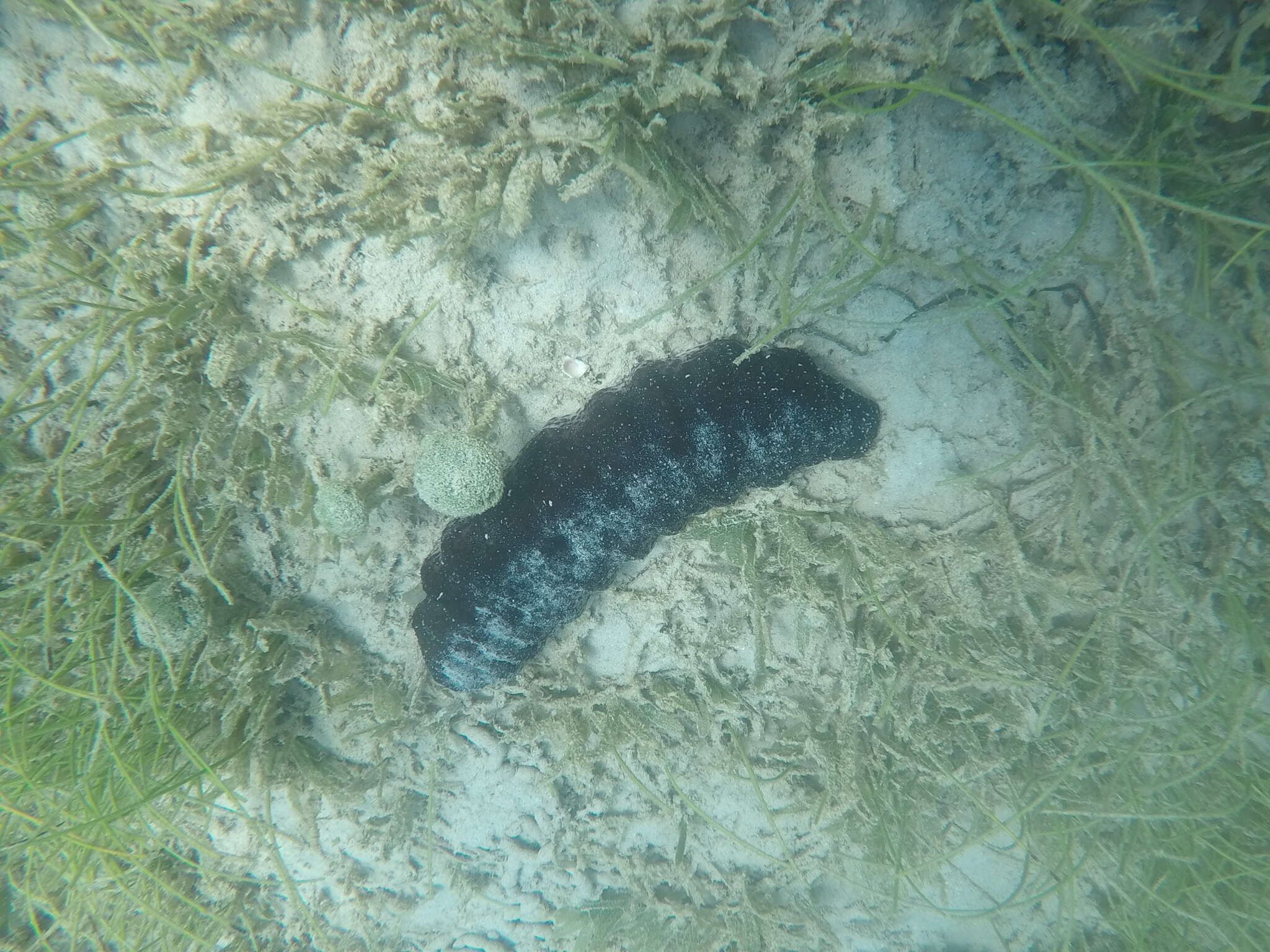 Sivun Holothuria (Halodeima) mexicana Ludwig 1875 kuva